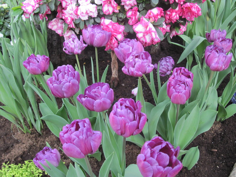 Purple Tulips in Garden — Calm, Spring, Photograph, Flowers