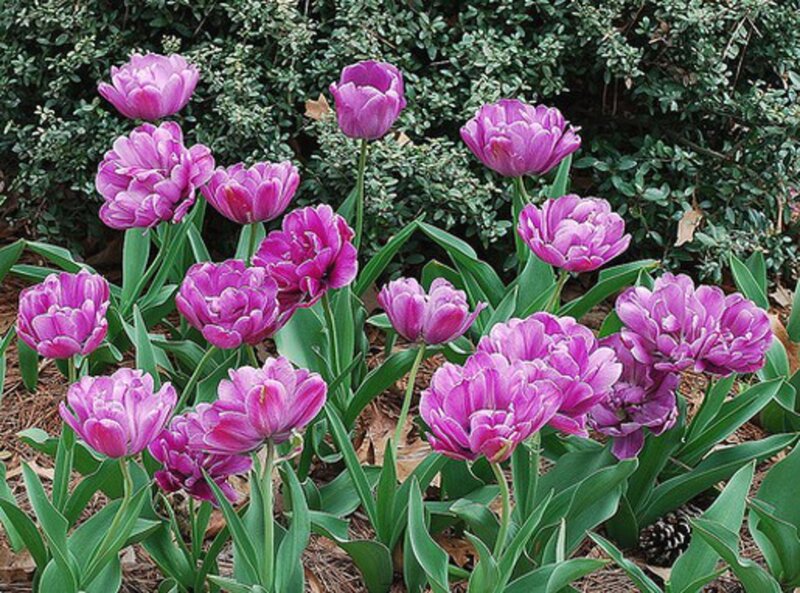 Purple Tulips in Garden — Calm, Spring, Photograph