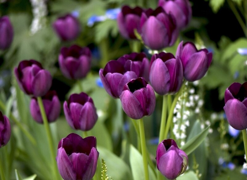 Purple Tulips in Garden — Calm, Spring