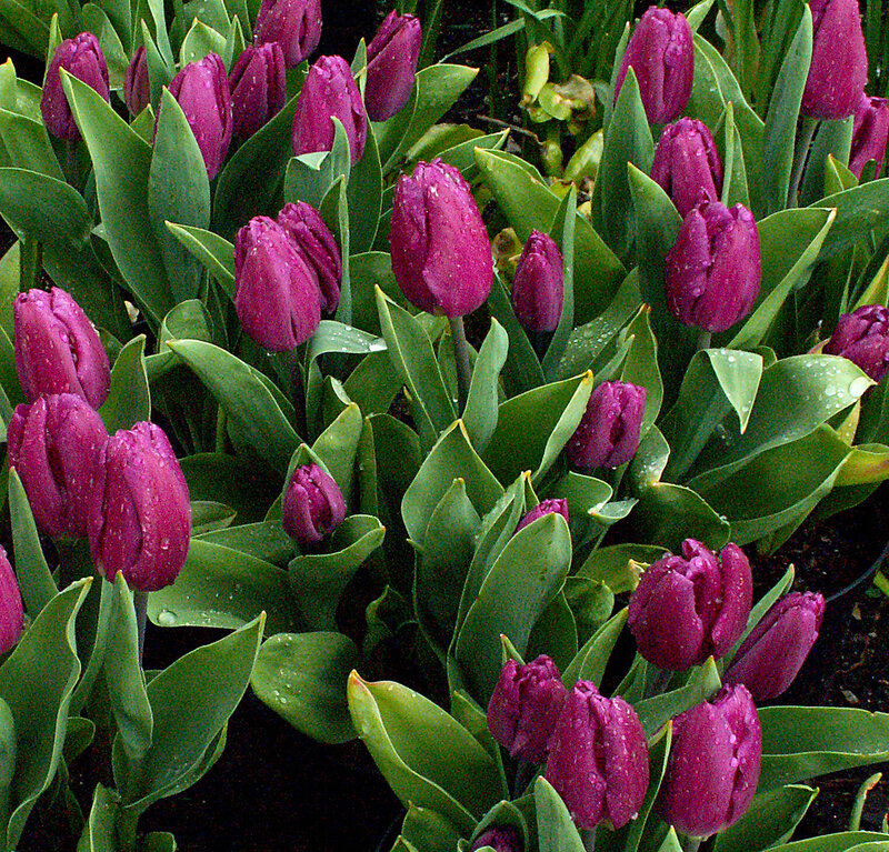 Purple Tulips in Garden — Calm