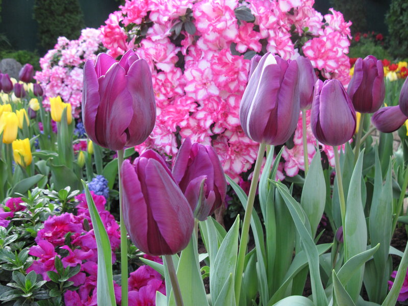 Purple Tulips in Garden — Colorful, Spring
