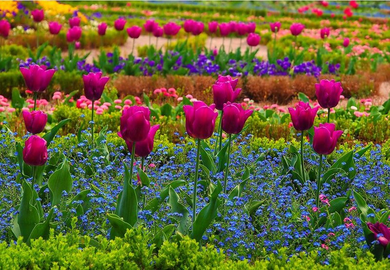 Purple Tulips in Garden — Colorful