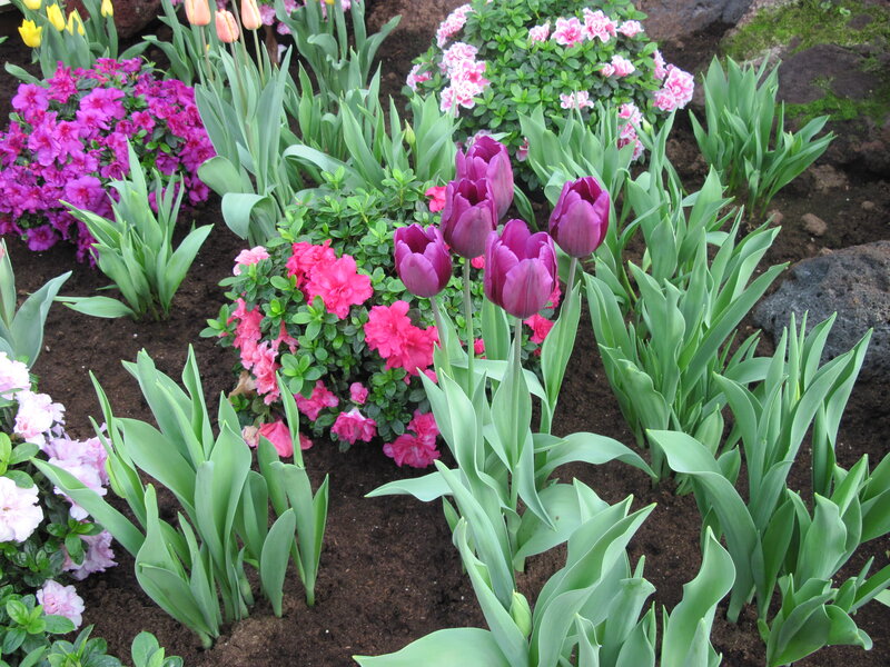 Purple Tulips in Garden — Serene, Spring, Photograph, Azaleas