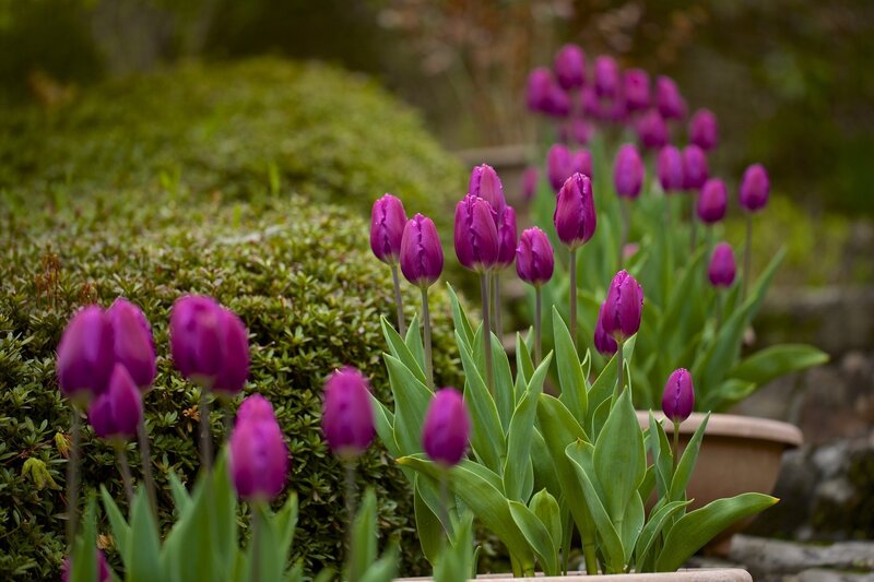Purple Tulips in Garden — Serene, Spring, Photograph, Bushes