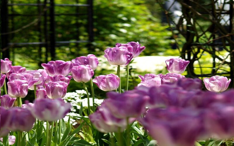 Purple Tulips in Garden — Serene, Spring, Photograph, Flowers, Greenery