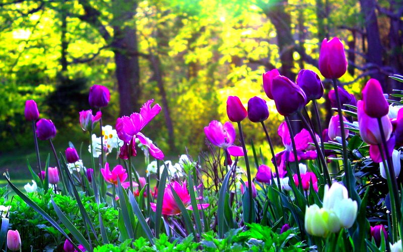 Purple Tulips in Garden — Serene, Spring, Photograph, Flowers