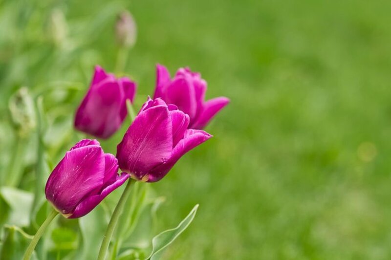Purple Tulips in Garden — Serene, Spring, Photograph, Green Grass