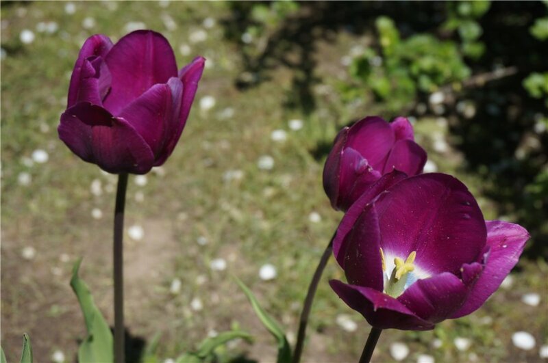 Purple Tulips in Garden — Serene, Spring, Photograph, Green Leaves, Grass