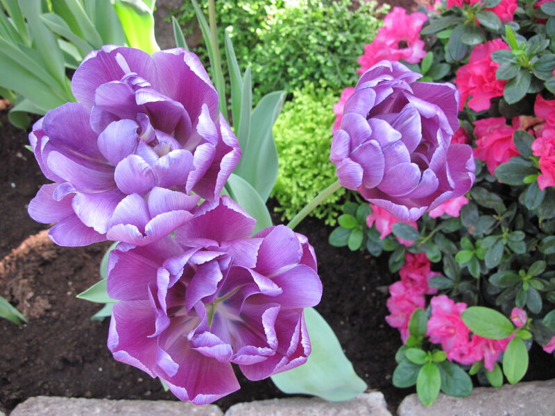 Purple Tulips in Garden — Serene, Spring, Photograph, Pink Flowers, Green Foliage