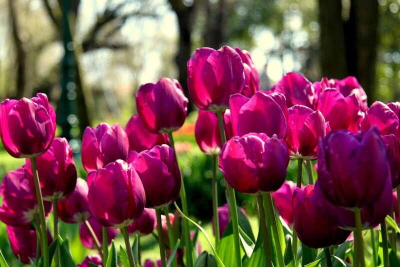 Purple Tulips in Garden — Serene, Spring