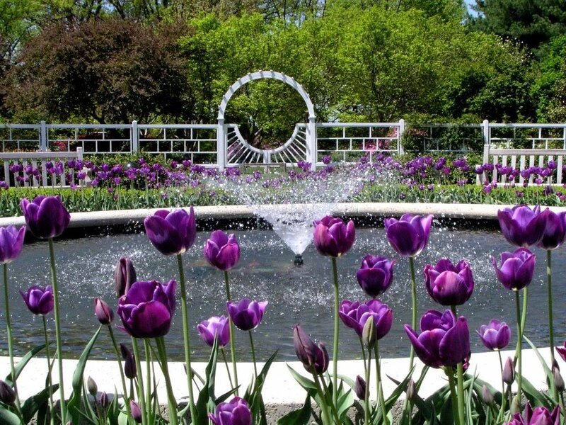 Purple Tulips in Garden — Serene