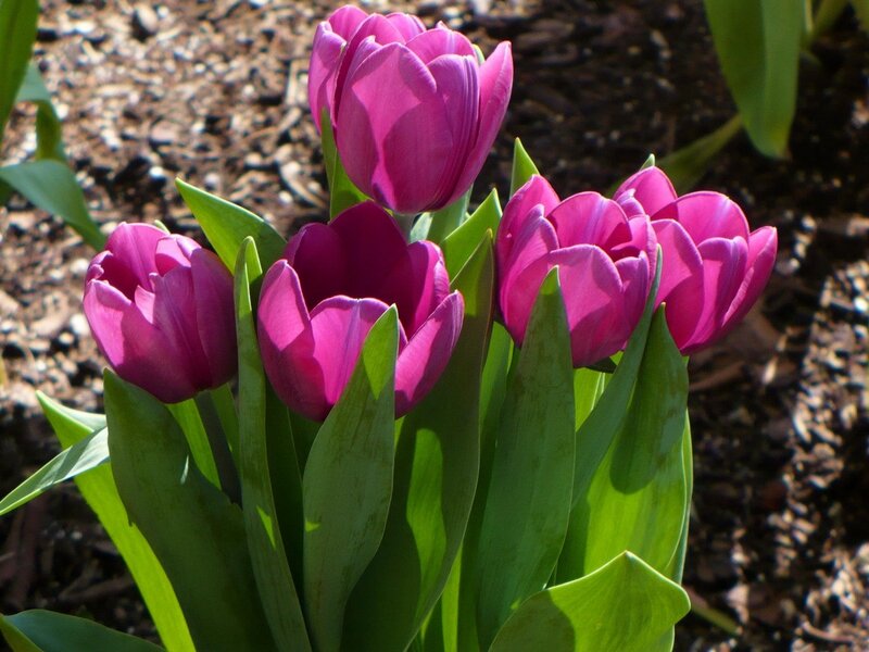 Purple tulips in garden