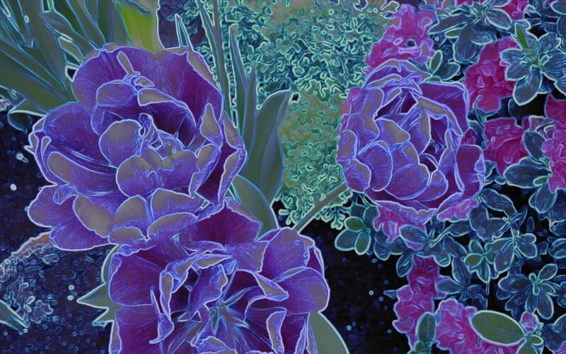 Purple Tulips in Garden — Vibrant