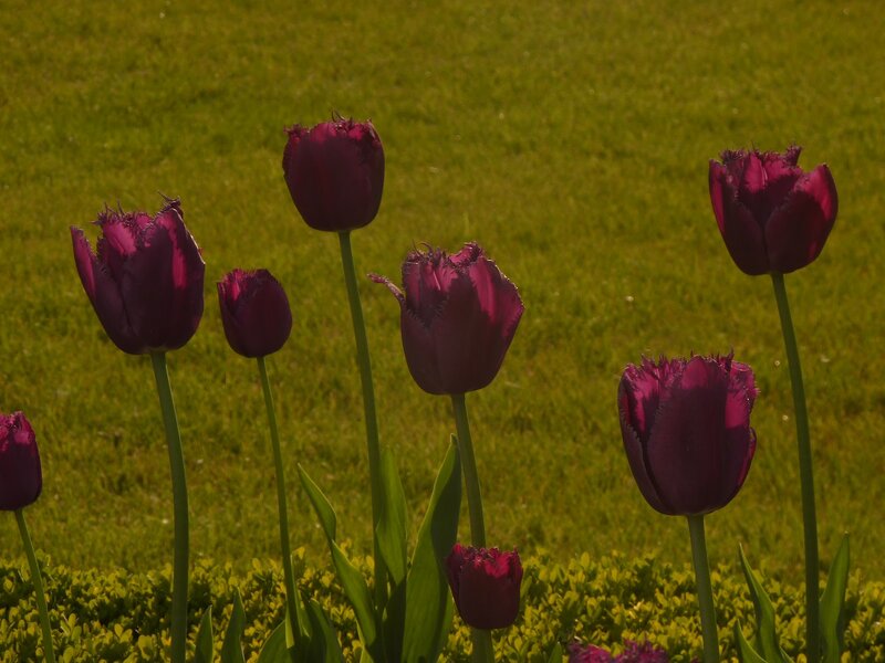 Purple Tulips in Grass