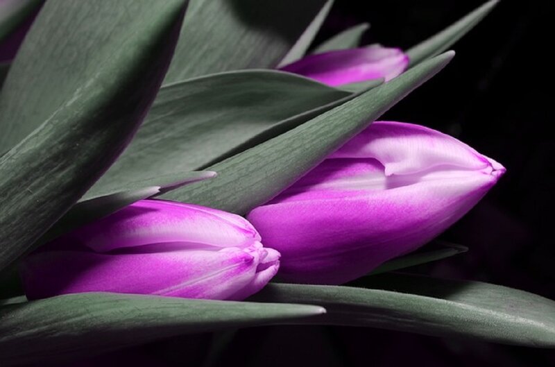 Purple Tulips in Leaves