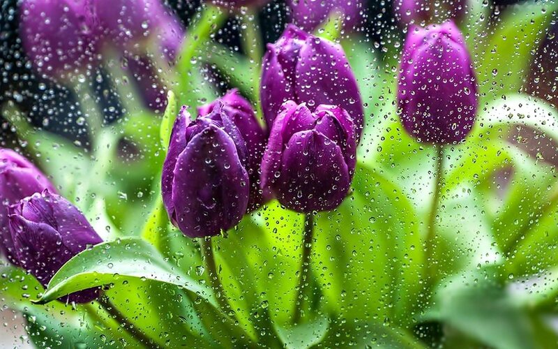 Purple Tulips in Rain — Calm