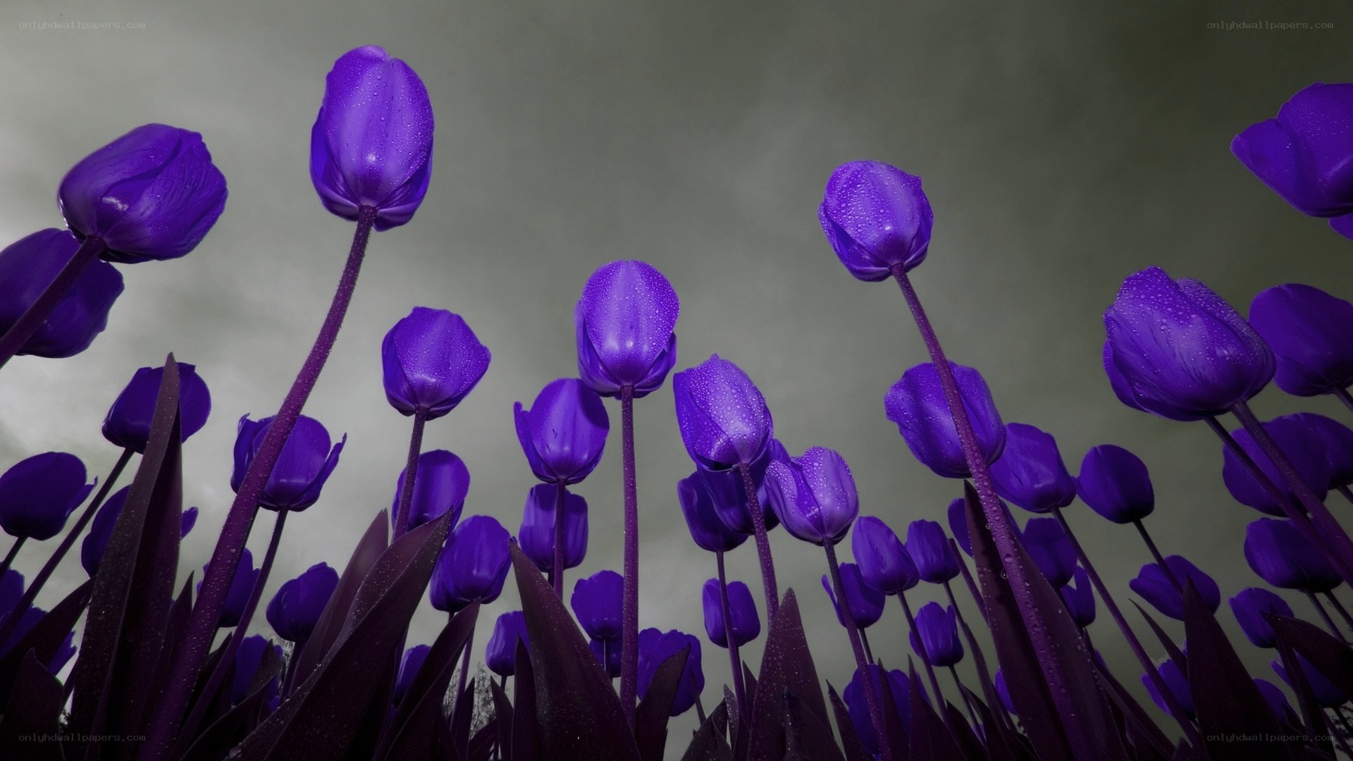 Purple tulips in rain