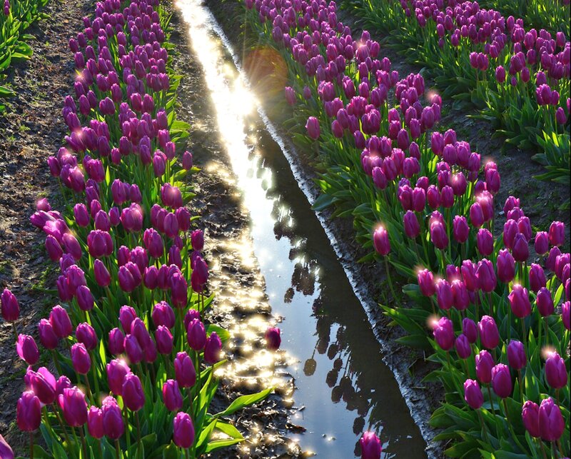 Purple Tulips in Rows