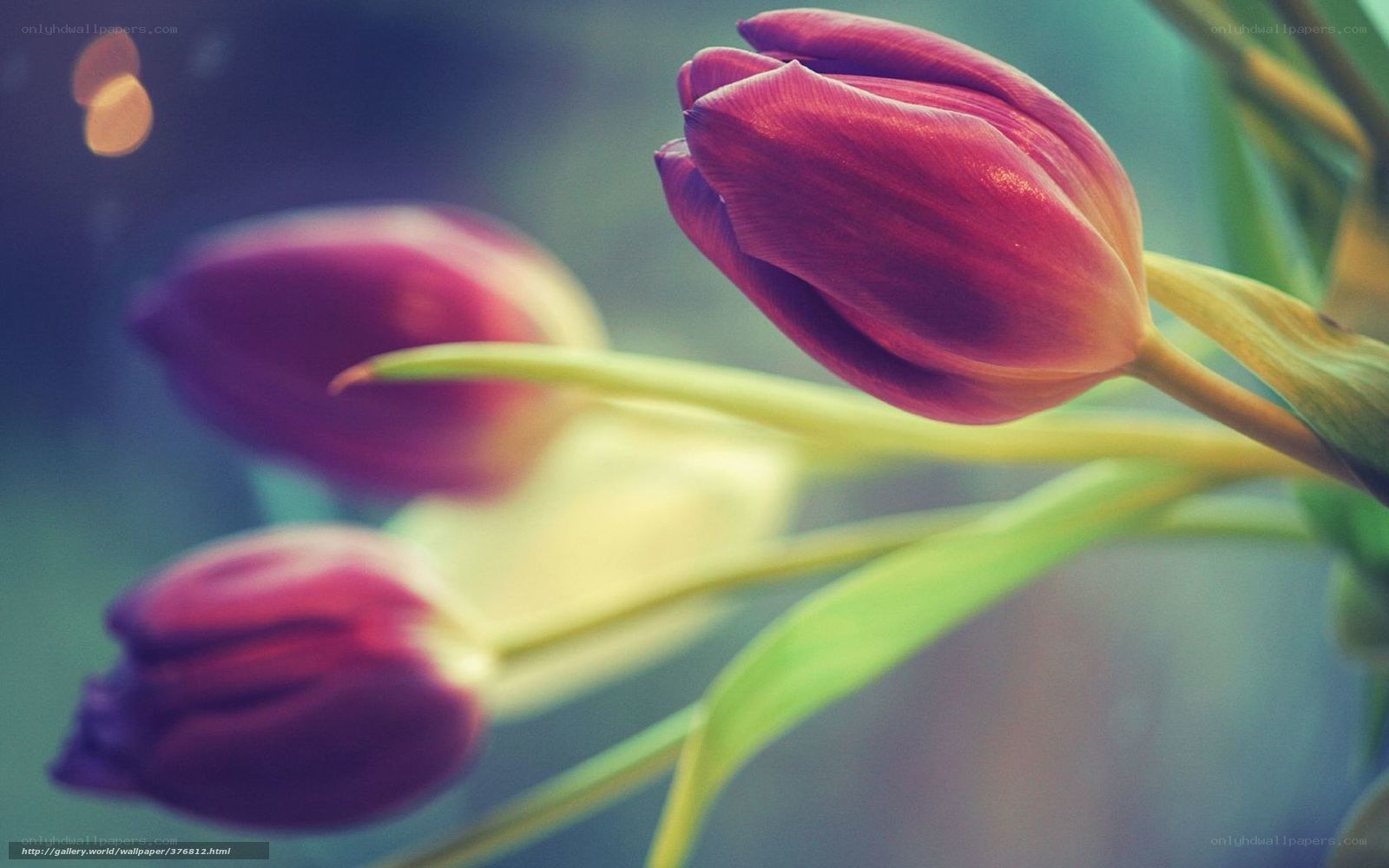 Purple tulips in soft focus