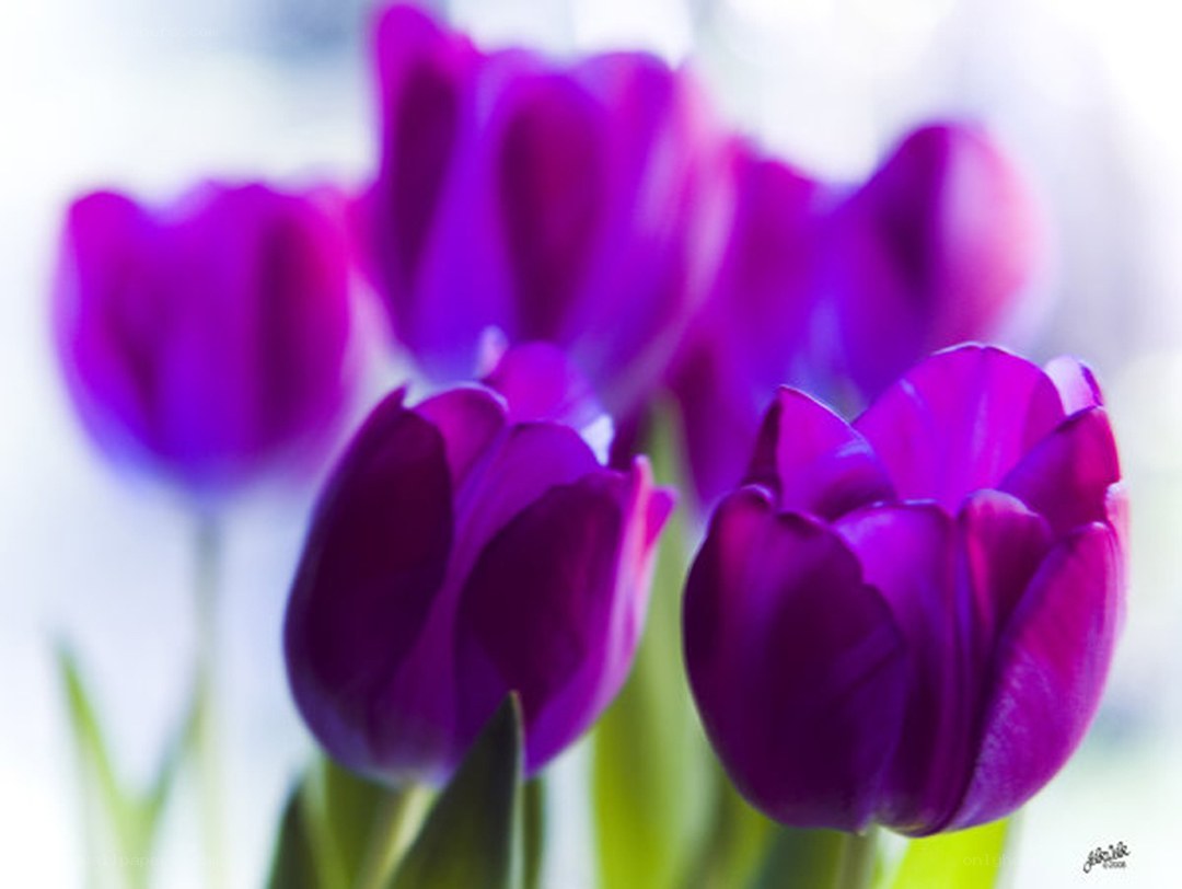 Purple tulips in soft focus