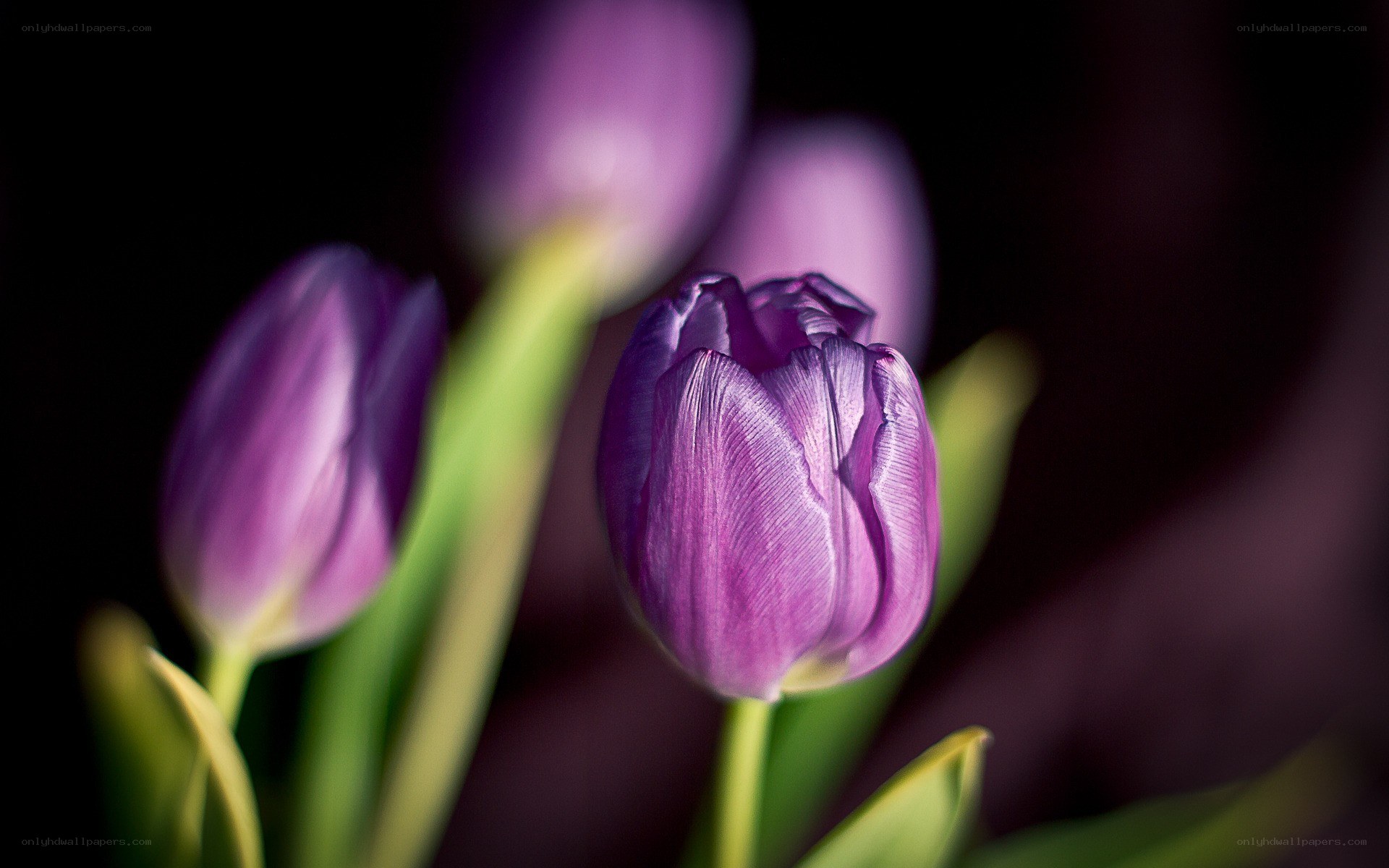 Purple tulips in soft focus