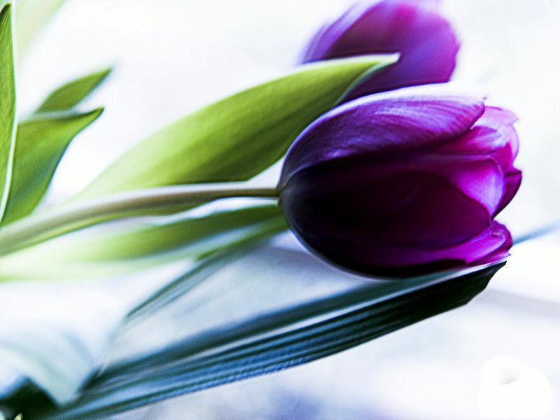 Purple tulips in soft light