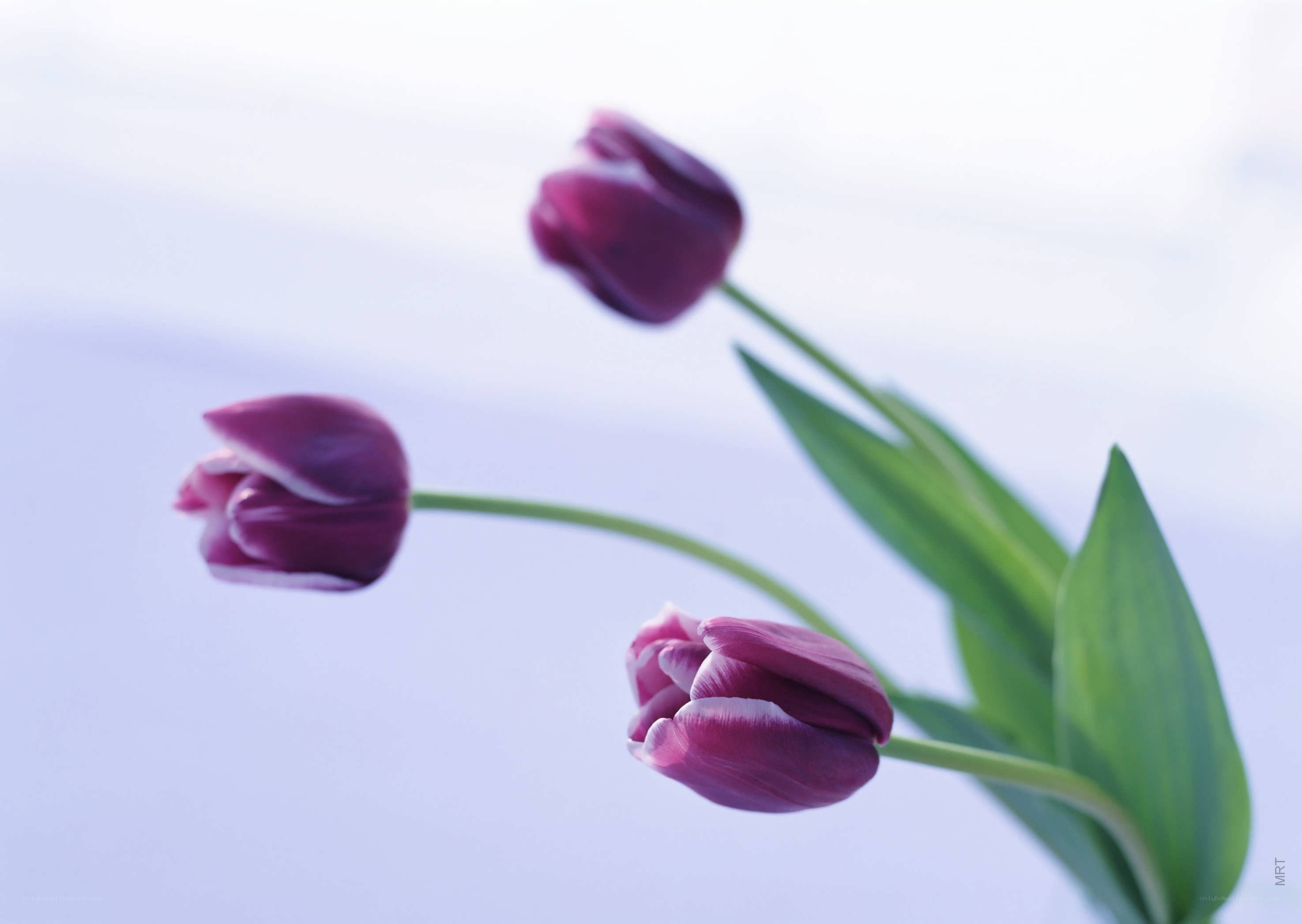 Purple tulips in soft light