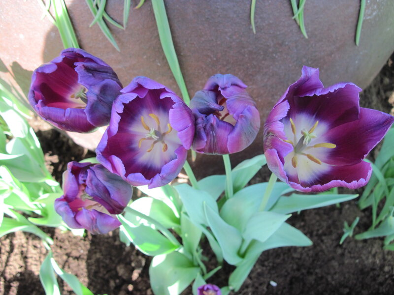 Purple Tulips in Soil — Calm, Afternoon