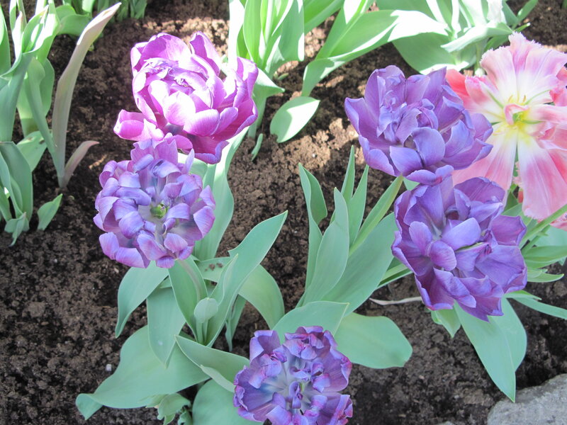 Purple Tulips in Soil — Calm, Spring, Photograph, Green Leaves