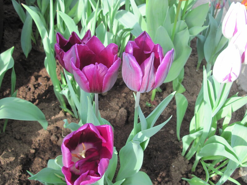 Purple Tulips in Soil — Calm, Spring, Photograph