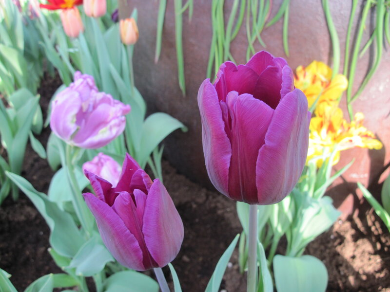 Purple Tulips in Soil — Calm, Spring