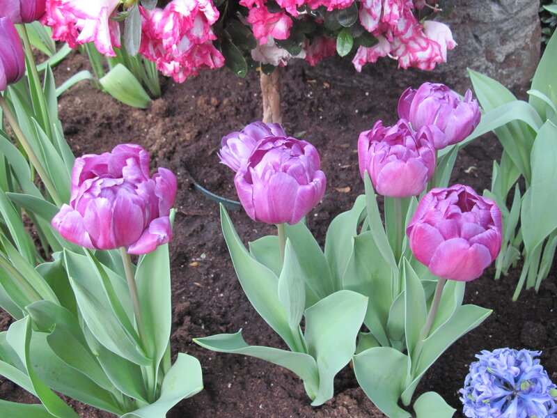Purple Tulips in Soil — Calm