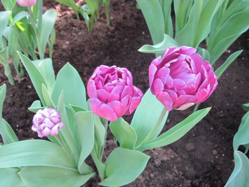 Purple Tulips in Soil — Pink