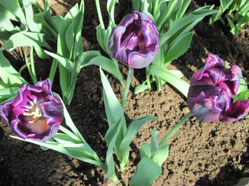 Purple Tulips in Soil — Serene