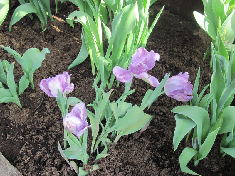 Purple Tulips in Soil