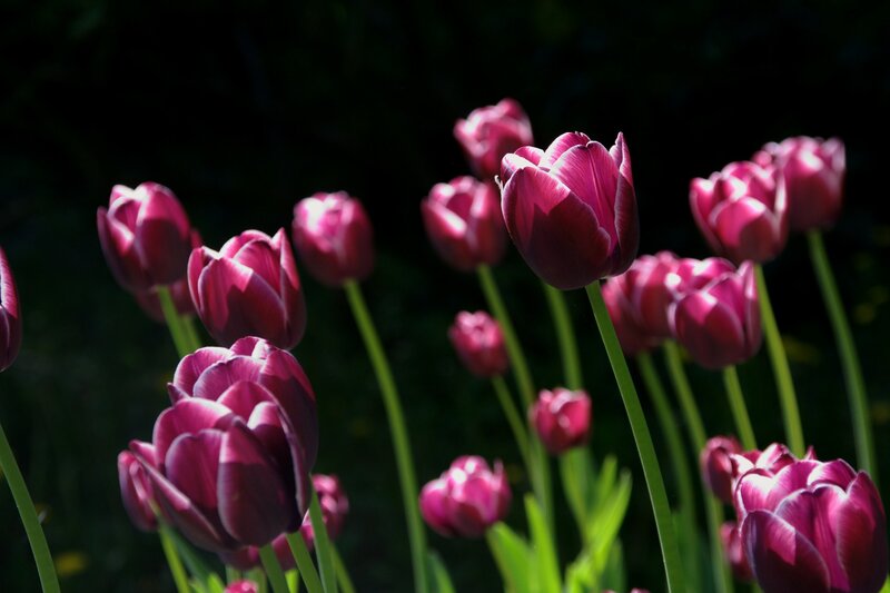 Purple Tulips in Sunlight — Dramatic