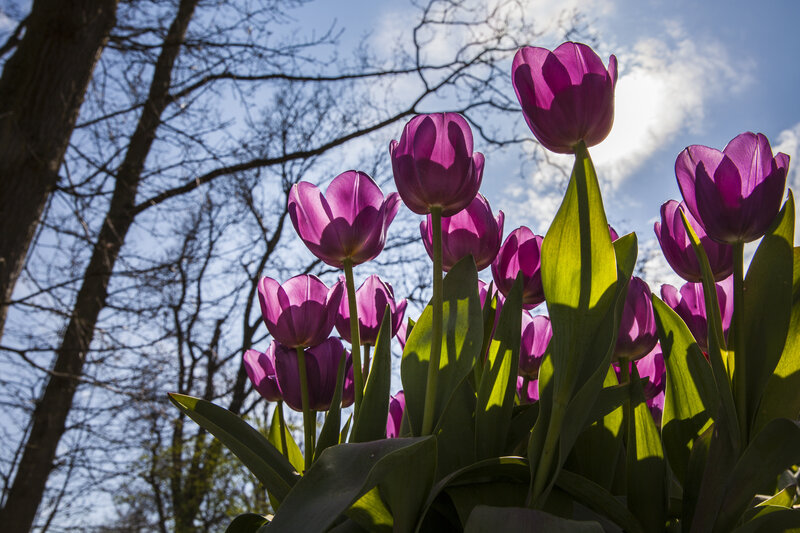 Purple Tulips in Sunlight