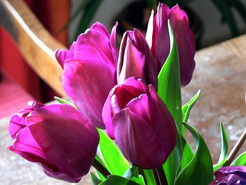 Purple Tulips in Vase — Calm, Afternoon