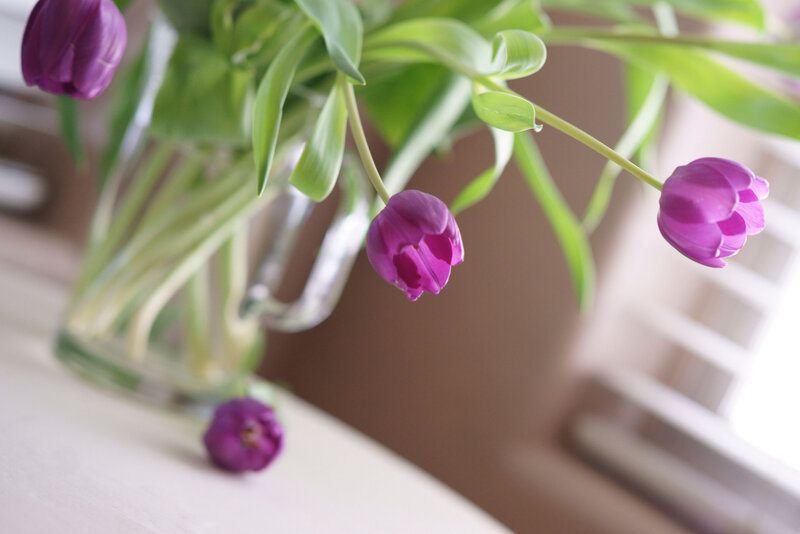Purple Tulips in Vase — Calm, Morning, Photograph