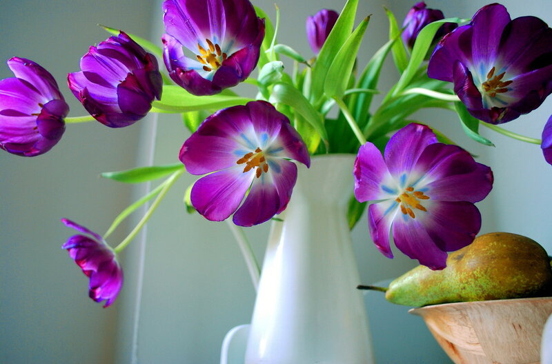 Purple Tulips in Vase — Calm, Morning
