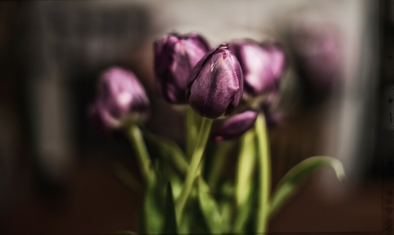 Purple Tulips in Vase — Calm, Photograph, Green Stems