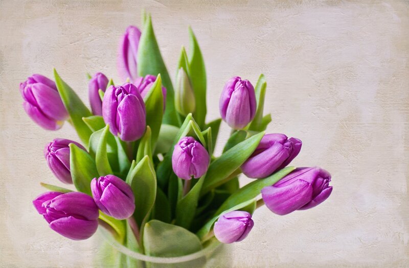 Purple Tulips in Vase — Calm, Spring, Photograph, Green Leaves