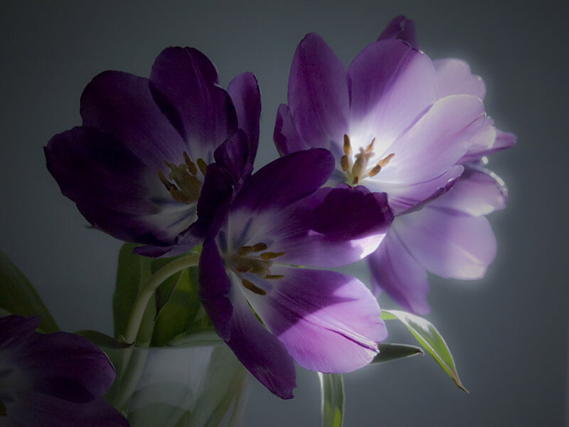 Purple Tulips in Vase — Dramatic, Photograph