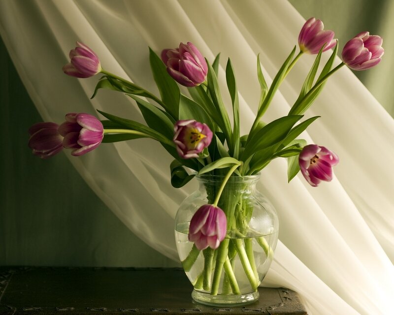 Purple Tulips in Vase — Pink