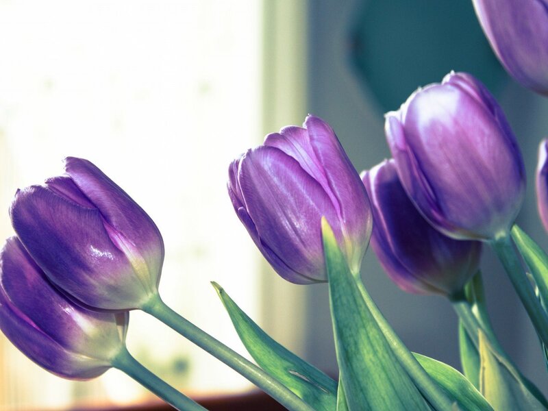Purple Tulips in Vase — Serene, Morning, Photograph