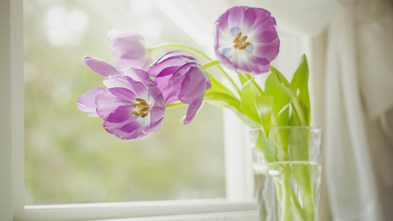 Purple Tulips in Vase — Serene, Morning, Photograph, Window