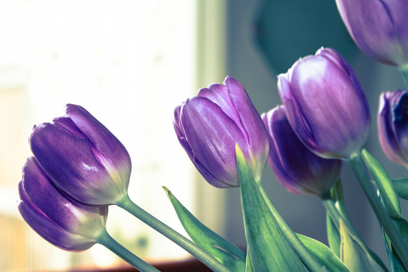 Purple Tulips in Vase — Serene, Morning