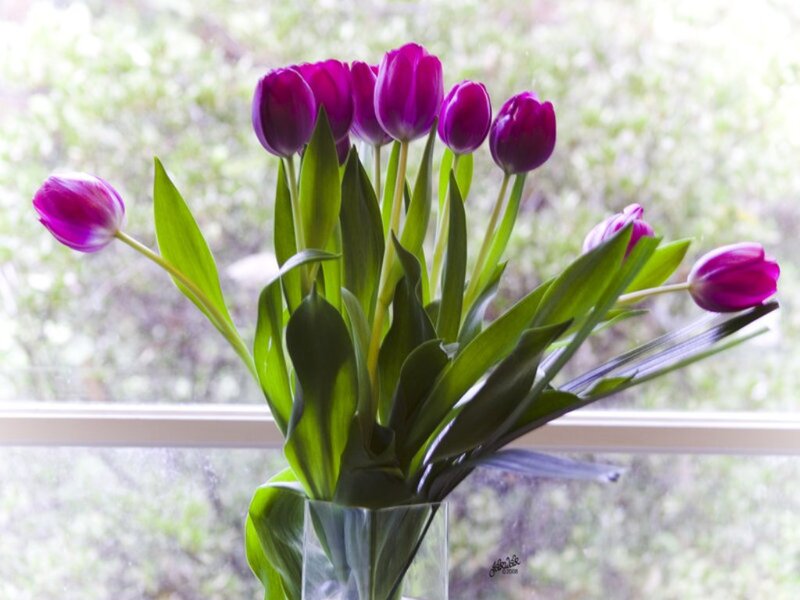 Purple Tulips in Vase — Serene, Spring
