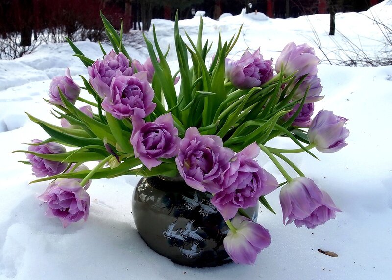 Purple Tulips in Vase — Serene, Winter