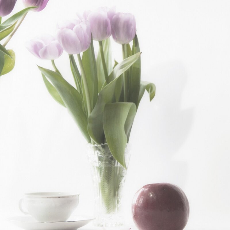 Purple Tulips in Vase — White